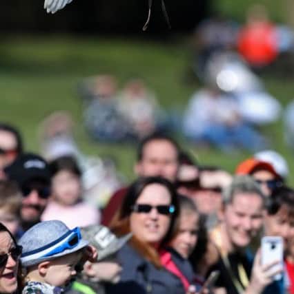 THE FALCONERS QUEST - WARWICK CASTLE - WARWICKSHIRE
Picture by Adam Fradgley
Pictures from the first public performance of "The Falconers Quest" at Warwick Castle in Warwickshire - Barn Owl
FOR FURTHER DETAILS CONTACT:
E. lucy.rawlings@merlinentertainments.biz
T. 01926 406 661 WeT