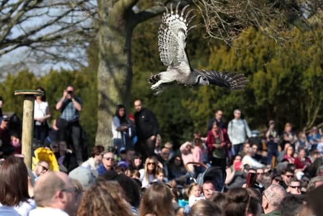 THE FALCONERS QUEST - WARWICK CASTLE - WARWICKSHIRE
Picture by Adam Fradgley
Pictures from the first public performance of "The Falconers Quest" at Warwick Castle in Warwickshire - Eagle Owl
FOR FURTHER DETAILS CONTACT:
E. lucy.rawlings@merlinentertainments.biz
T. 01926 406 661 WeT