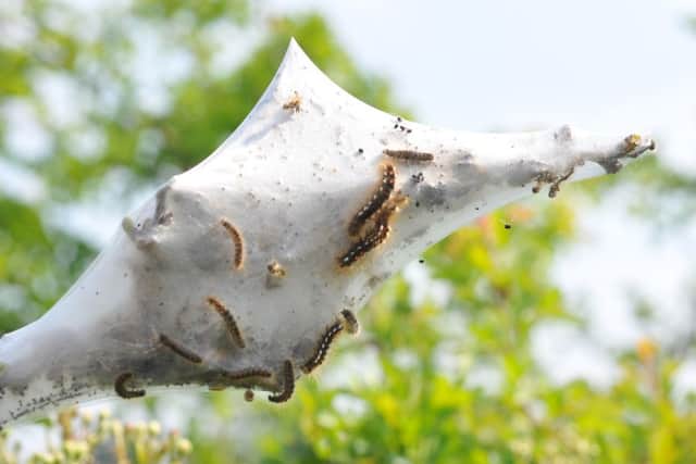 Caterpillars are causing skin irritation in Corby