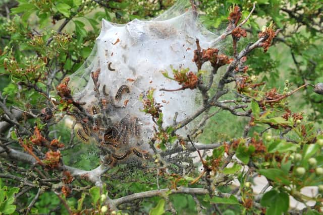 Caterpillars of the brown tail moth in hedgerows across Corby