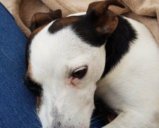 Trudi's dog Laya, who was injured in the incident