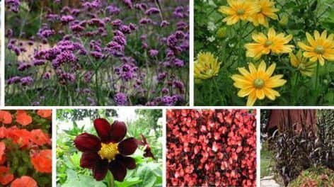Some of the flowers planned for the Corby Cube.