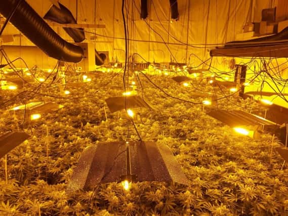 Inside the cannabis factory