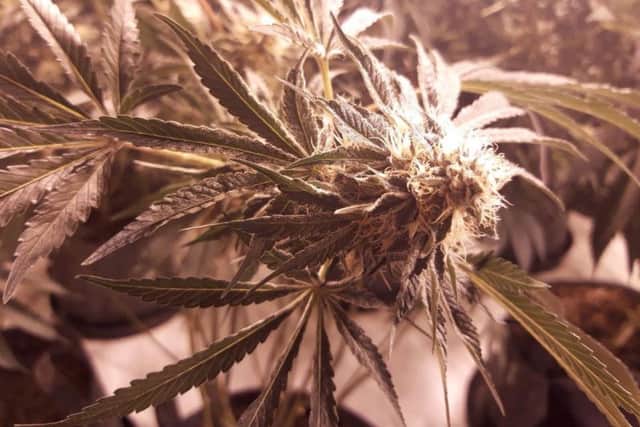 The plants were weeks away from being harvested.