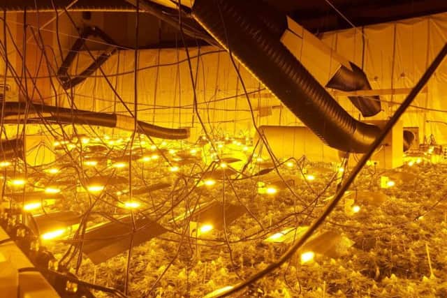Plants in one of the two rooms were on two levels