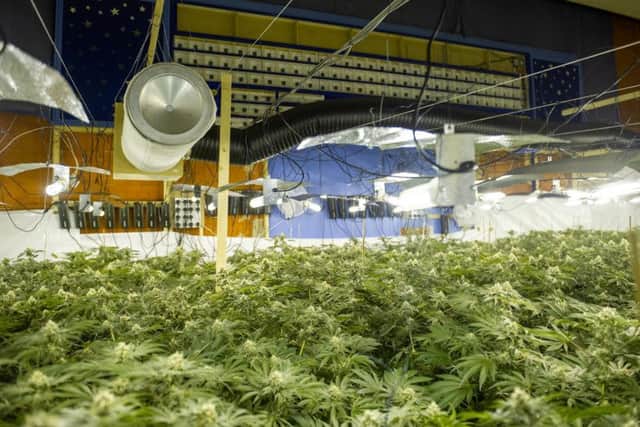 More than 2,000 plants were found inside the bingo hall. Credit: Northants Police