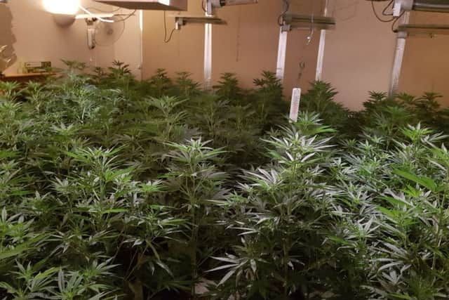 Some of the plants found in the East Northants grow house