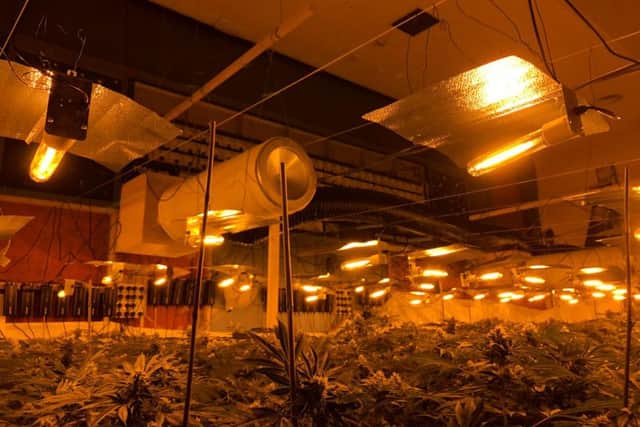 Its going to stink. Especially in the last couple of weeks before harvest. If you dont know what cannabis smells like, its quite sweet and a bit like tomato plants on a hot day.