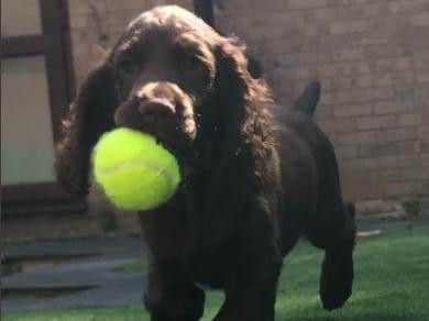 Image: Northamptonshire Police Dog Section