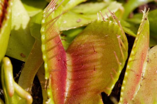 Venus fly traps are the most famous carnivorous plant
