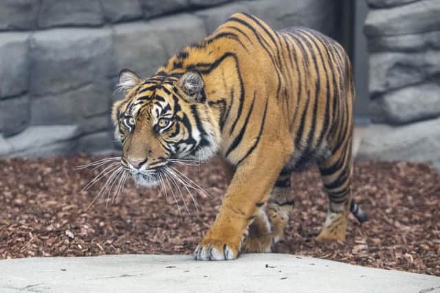 One of the new tigers at Twycross Zoo