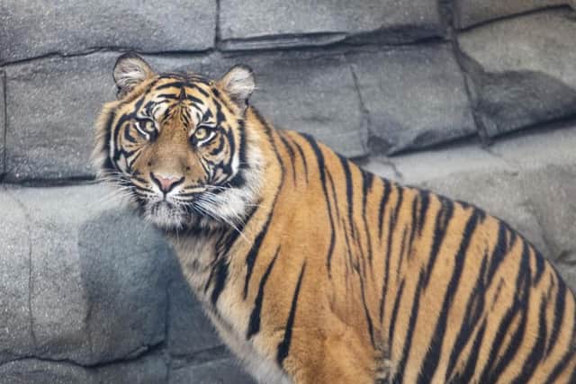 One of the new tigers at Twycross Zoo