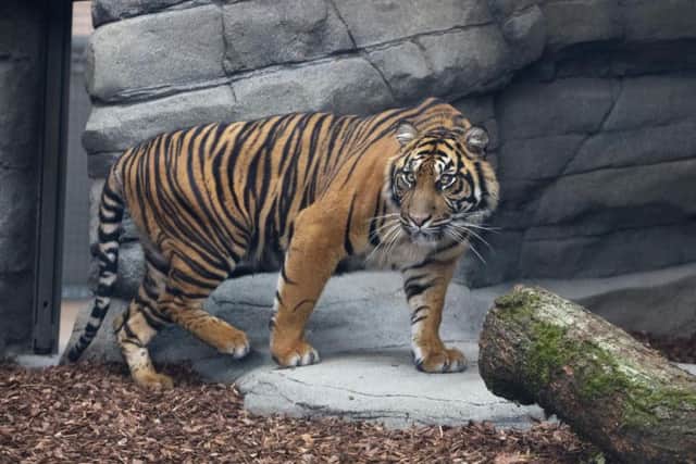 One of the new tigers at Twycross Zoo
