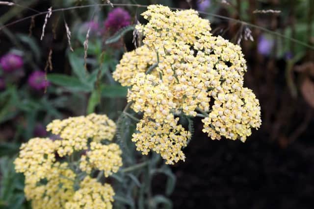 Some of the flowers in the Urban Pollinator Garden