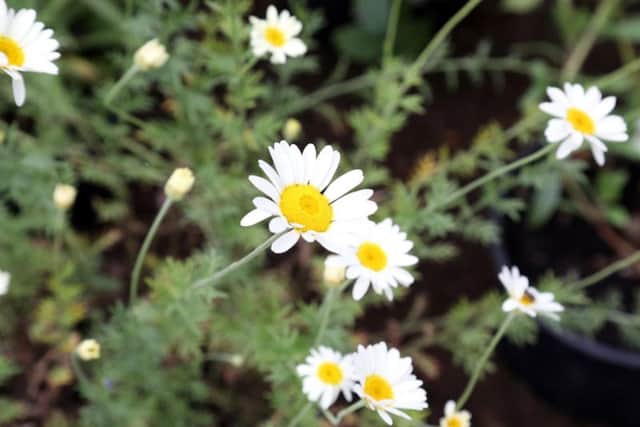 Some of the flowers in the Urban Pollinator Garden