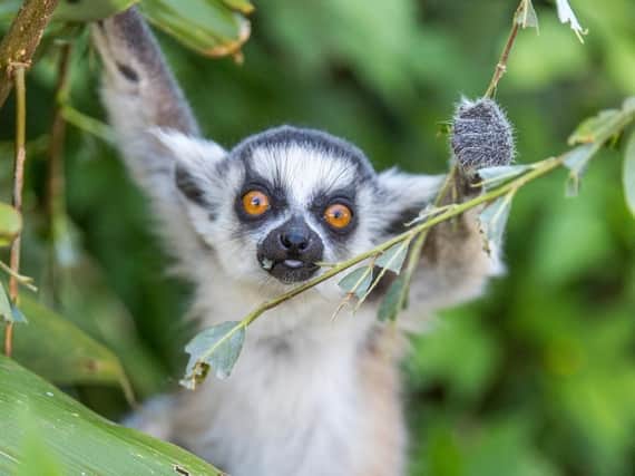 Ring tailed lemur by Bridget Davey Photography at Woburn Safari Park