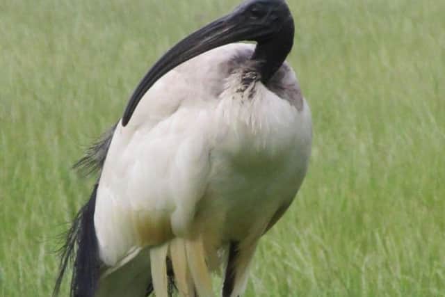 The African sacred ibis has been spotted around Northamptonshire. Photo: Dot Crowe