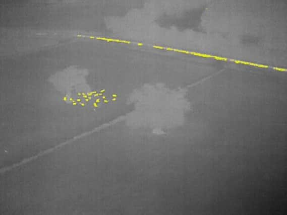 Thermal images of livestock in fields next to the A428 in East Haddon taken by a police drone - sheep and road traffic show up in yellow as heat sources. Photo: Northamptonshire Police