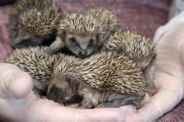 These hoglets and their mum were made homeless after the tree they were living at the bottom of was disturbed.