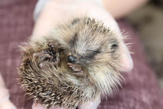 Lumpy the hedgehog is recovering from an infestation of ring worm and thorny headed worm - he is the only survivor of his litter