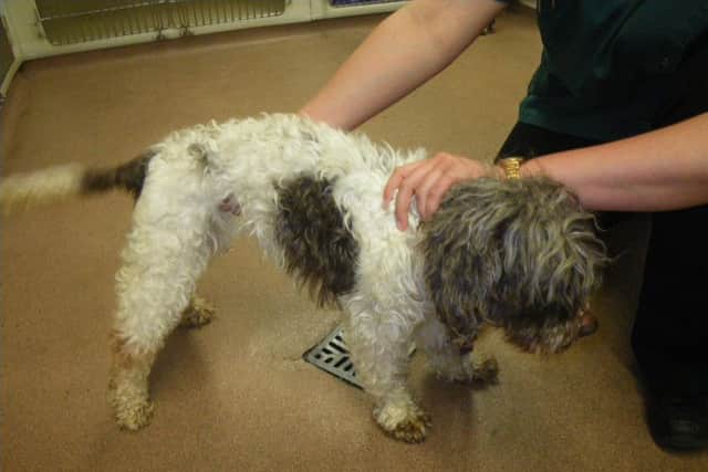 Poppy was emaciated.
