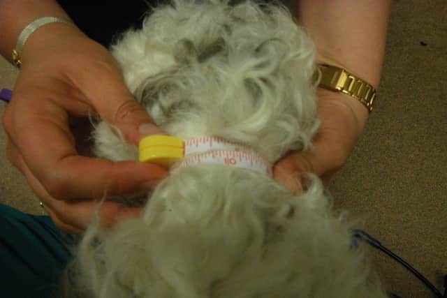 An RSPCA inspector measures Poppy.