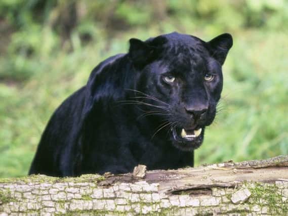 Black panther stock image