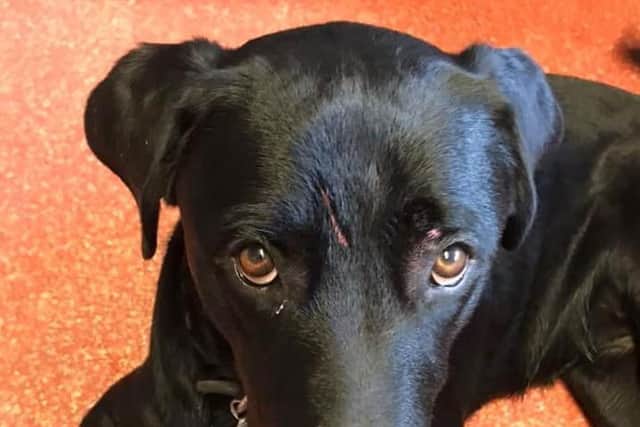 The dog suffered what is believed to be a claw injury to the face.