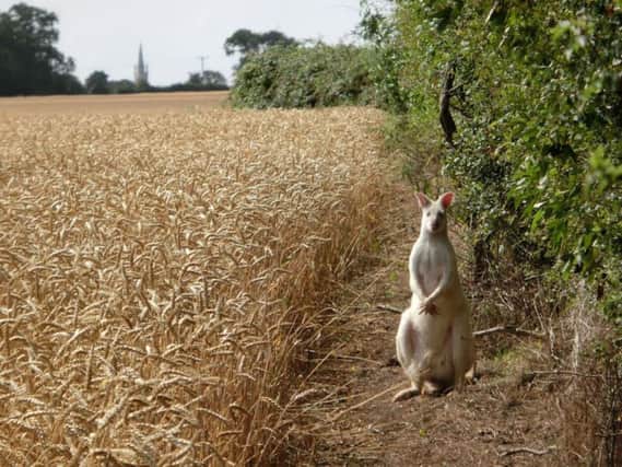 A rare white wallaby has been pictured in a field near Salcey Forest