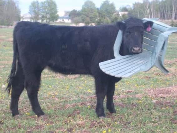 Forefighters were called out to a field in Boughton where a cow had a chair stuck on its head
