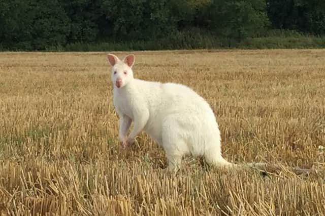 The white wallaby had been spotted in a field near Salcey Forest recently. By Nathan Chambers.