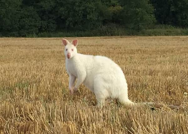 The white wallaby had been spotted in a field near Salcey Forest recently. By Nathan Chambers.