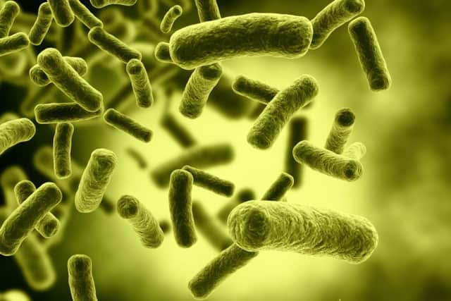 Bacteria cells