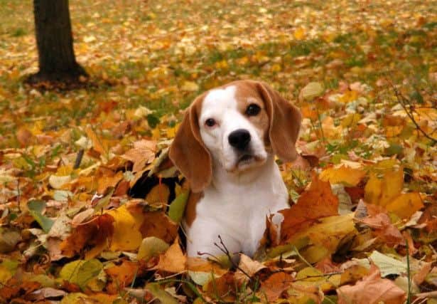 Seasonal Canine Illness (SCI) is a mysterious and potentially fatal illness for any dog.