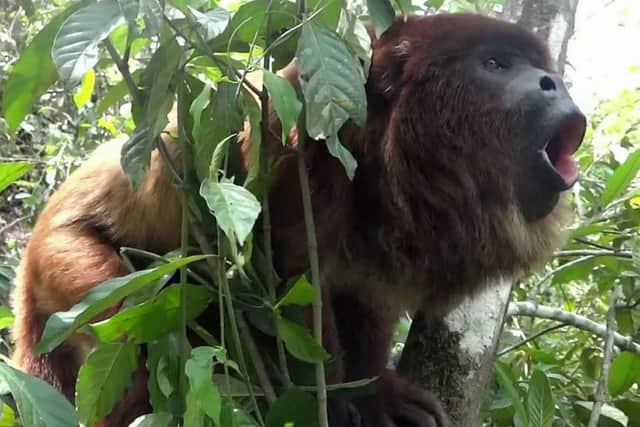 A roaring Bolivian red howler which was studied by scientists who found out that the more monkeys howl - the smaller their testicles.
Picture and video by SWNS