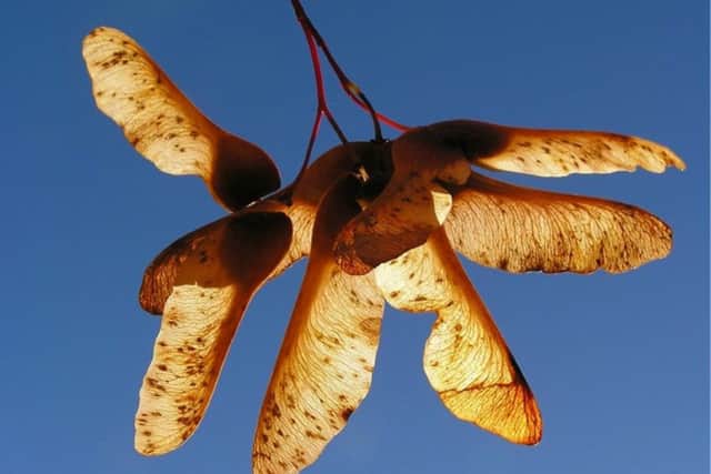 Sycamore poisoning warning