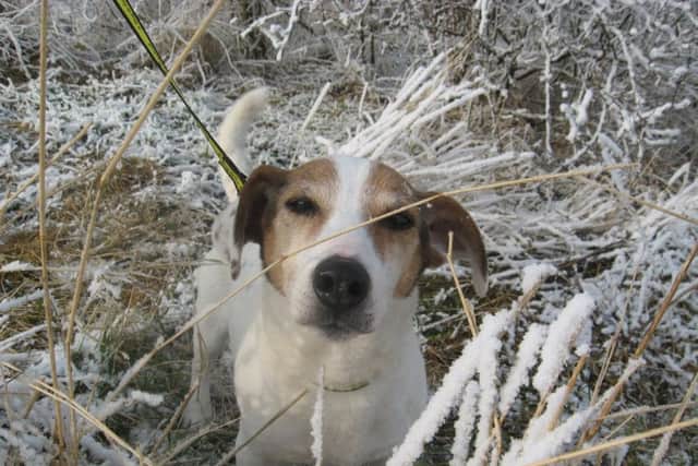 Pet owners urged to consider the health of their dogs and cats this winter