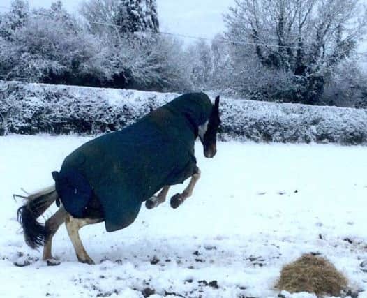 Someone's especially excited by the snow. By Ian Kingston.