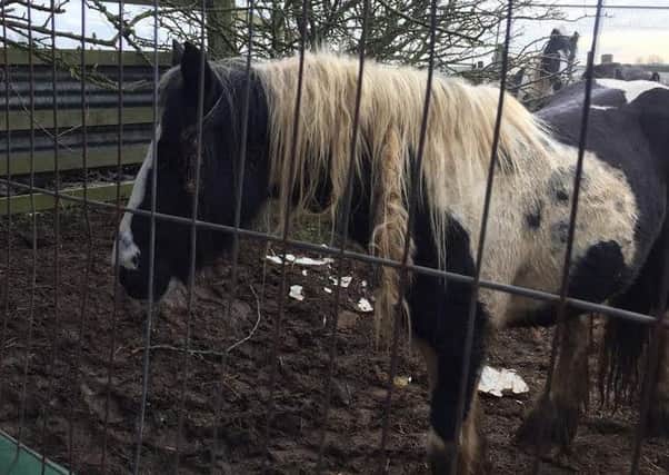 One of the horses in the field where another was found dead