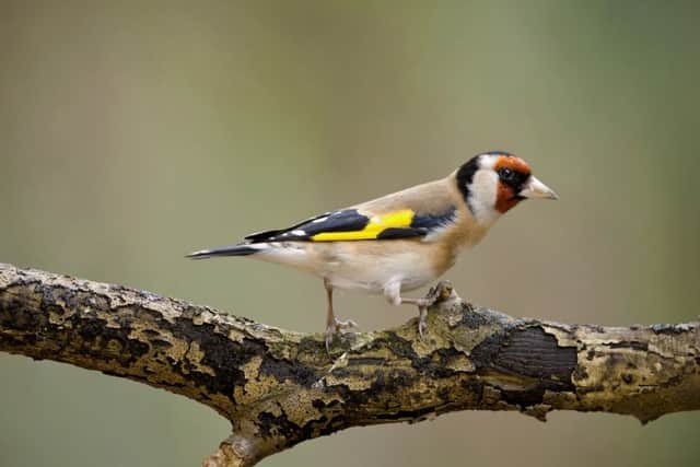 Families have been invited to explore the birdlife of the Nene Valley at a crafts event in Irthlingborough next month.