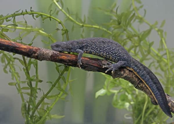 The area is home to a number of great crested newts.