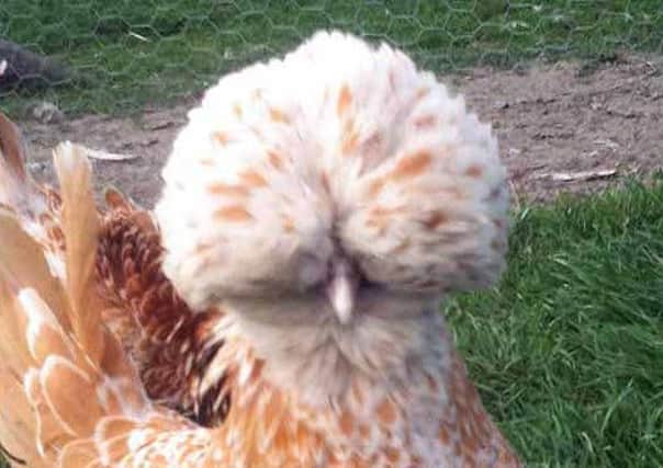Foghorn, a polish chamois breed hen, has gone missing from her home in Kettering.