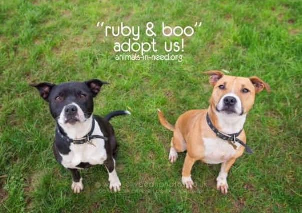 Ruby and Boo from Animals In Need