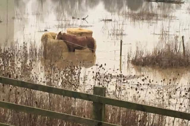 One of the stranded horses in Wellingborough's Embankment. d3MFmglahHpdDn3BwH9E