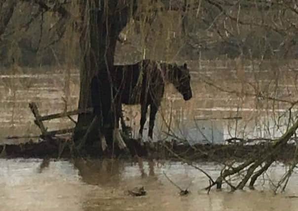 One of the stranded horses in Wellingborough's Embankment. L4-pmxaWWBbazJN1fvEi