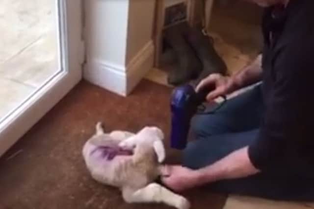 The lamb being dried with a hairdryer after falling into a bucket of water at West Lodge Rural Centre