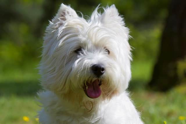 East Northants Council is offering free microchipping