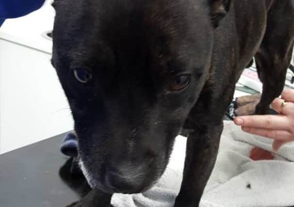 Khan the Staffordshire bull who suffered injuries after being bitten by a snake NNL-160317-112330001