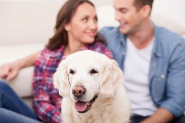 Pets over partners?