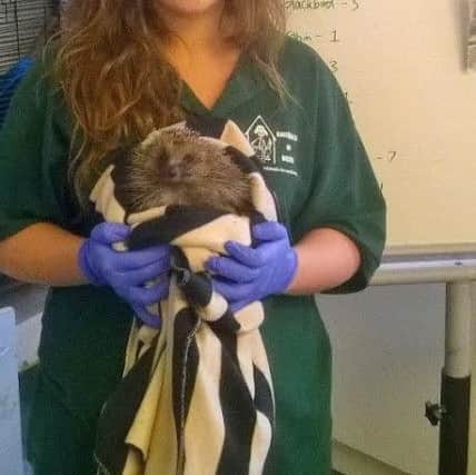 Lizzie from Animals In Need with one of the hedgehogs she has been looking after